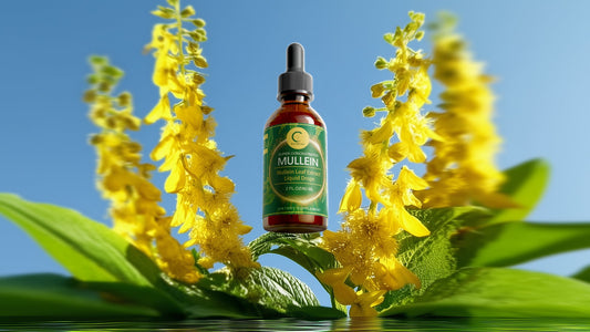 Mullein and Lung Health: A Natural Approach to Respiratory Support and Self-Care