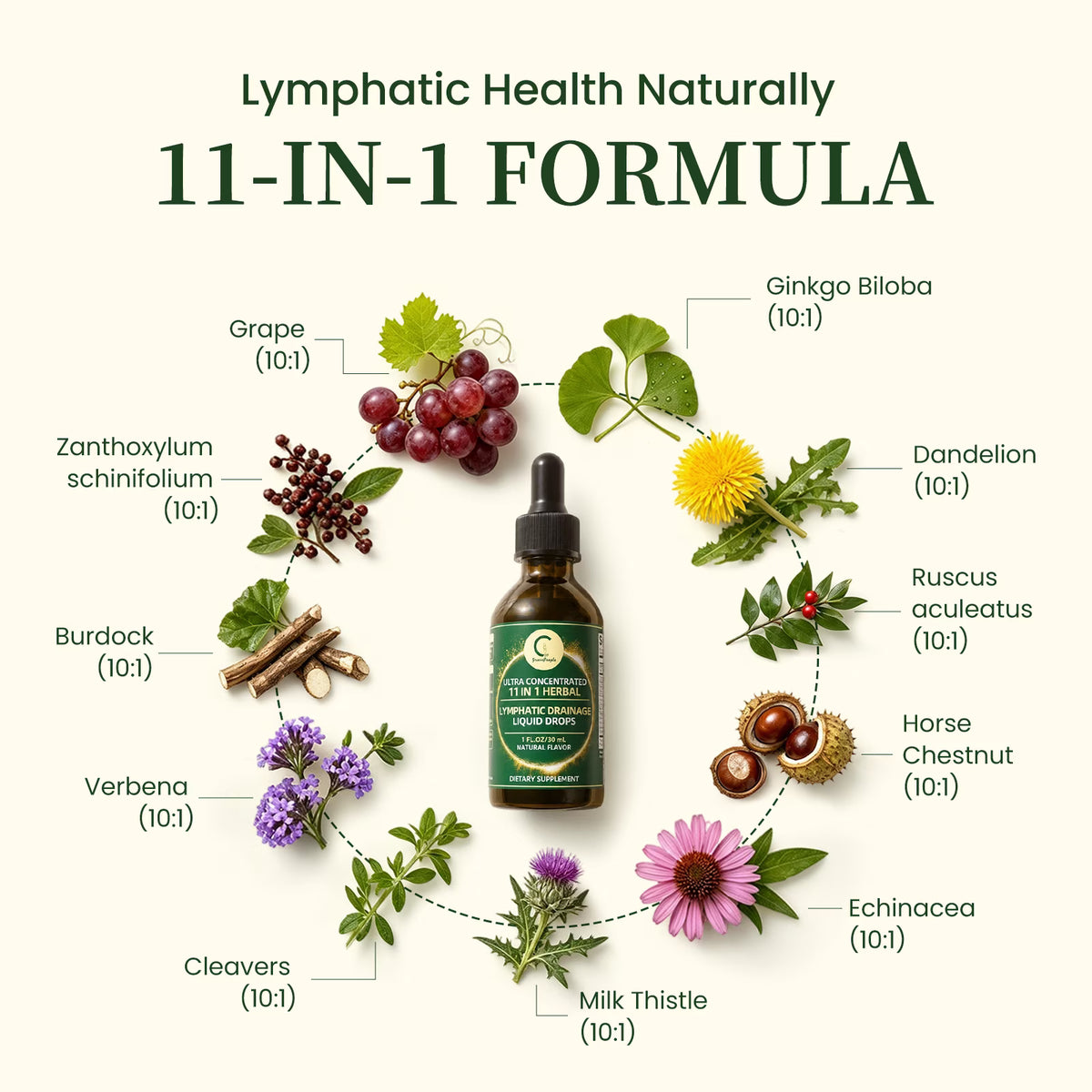 Lymphatic Support Drops, Lymphatic Cleanse Immune Support Supplement, Lymphatic Support with Echinacea & Elderberry, 30 Servings