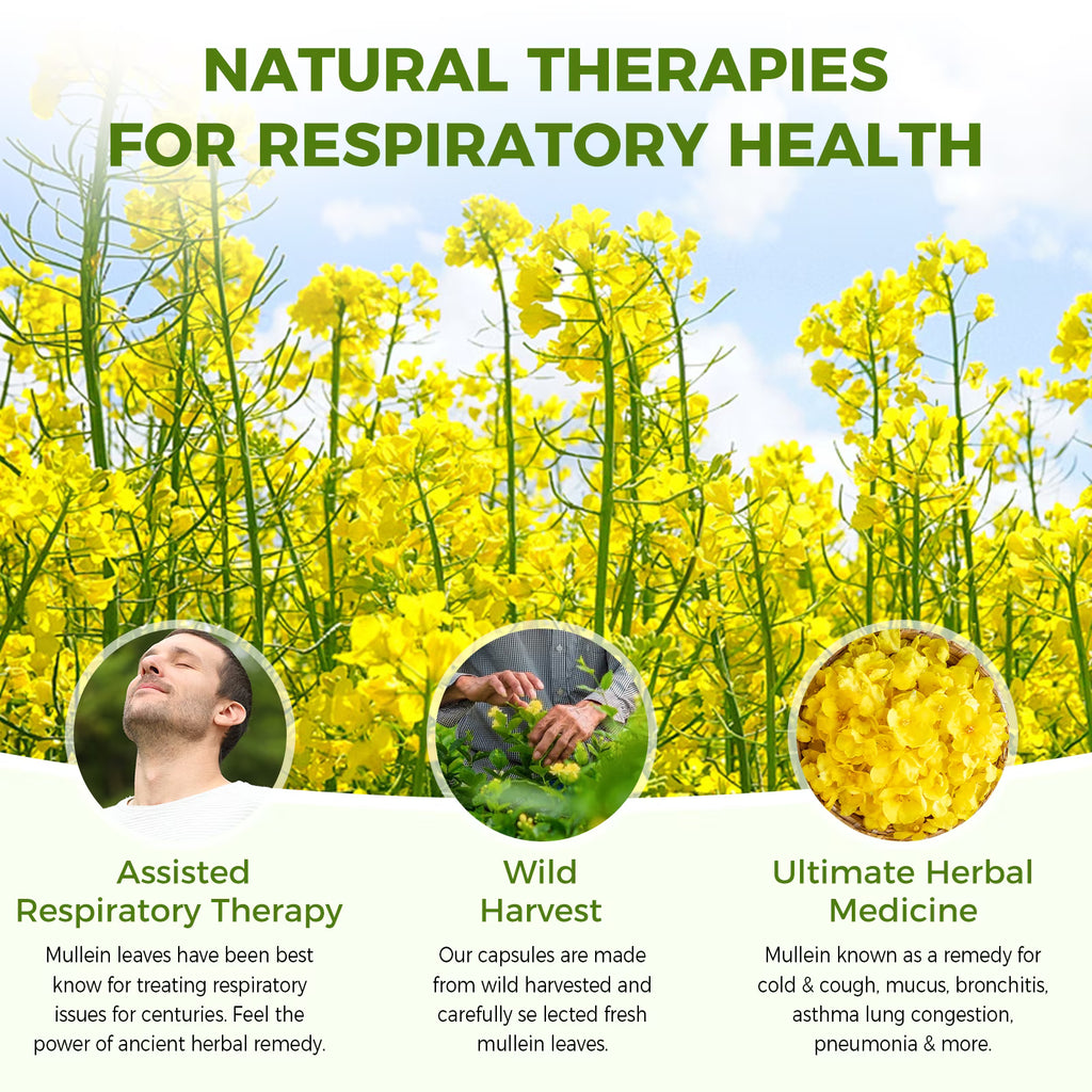 Mullein Leaf 450mg, Supports Respiratory & Bronchial Health, 120 Capsules - GPGP GREENPEOPLE