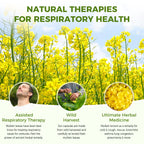 Mullein Leaf 450mg, Supports Respiratory & Bronchial Health, 120 Capsules - GPGP GREENPEOPLE